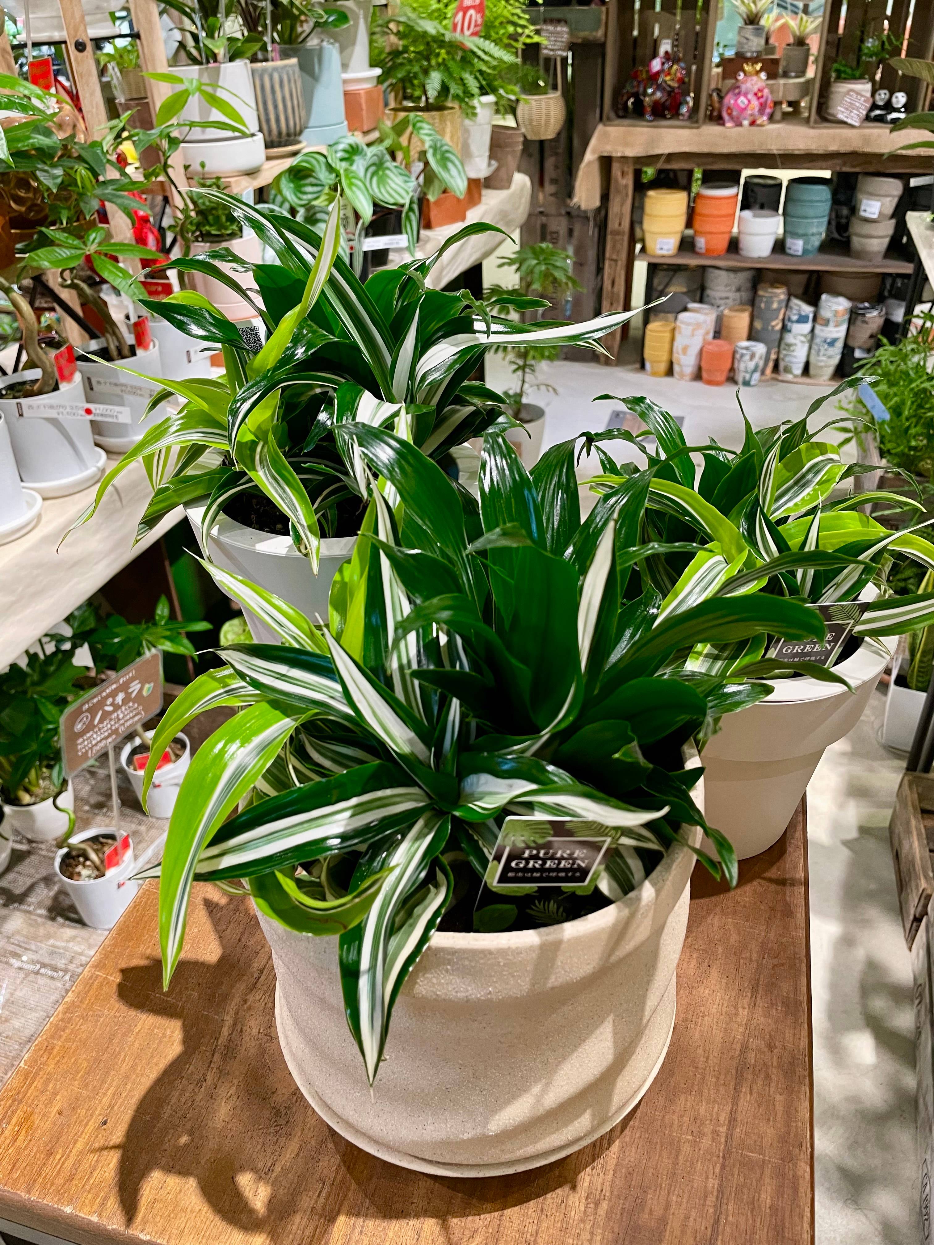 ドラセナ 3種寄せ植え！｜ショップニュース｜MARK IS 福岡ももち