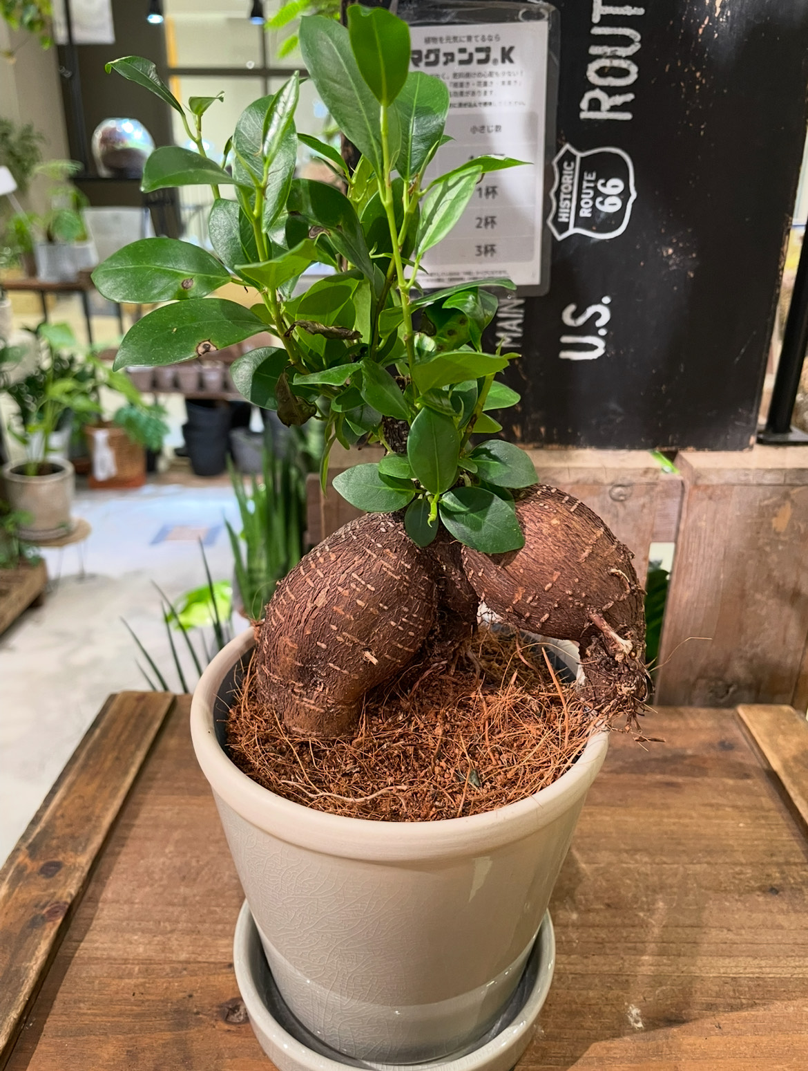 ガジュマル！｜ショップニュース｜MARK IS 福岡ももち（マークイズ福岡