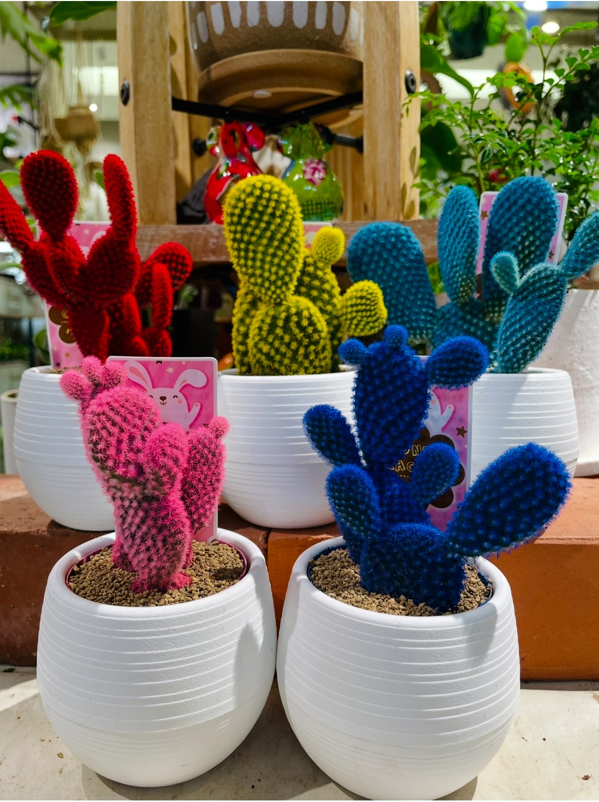 うさぎの耳のサボテン！バニーカクタス！｜ショップニュース｜MARK IS
