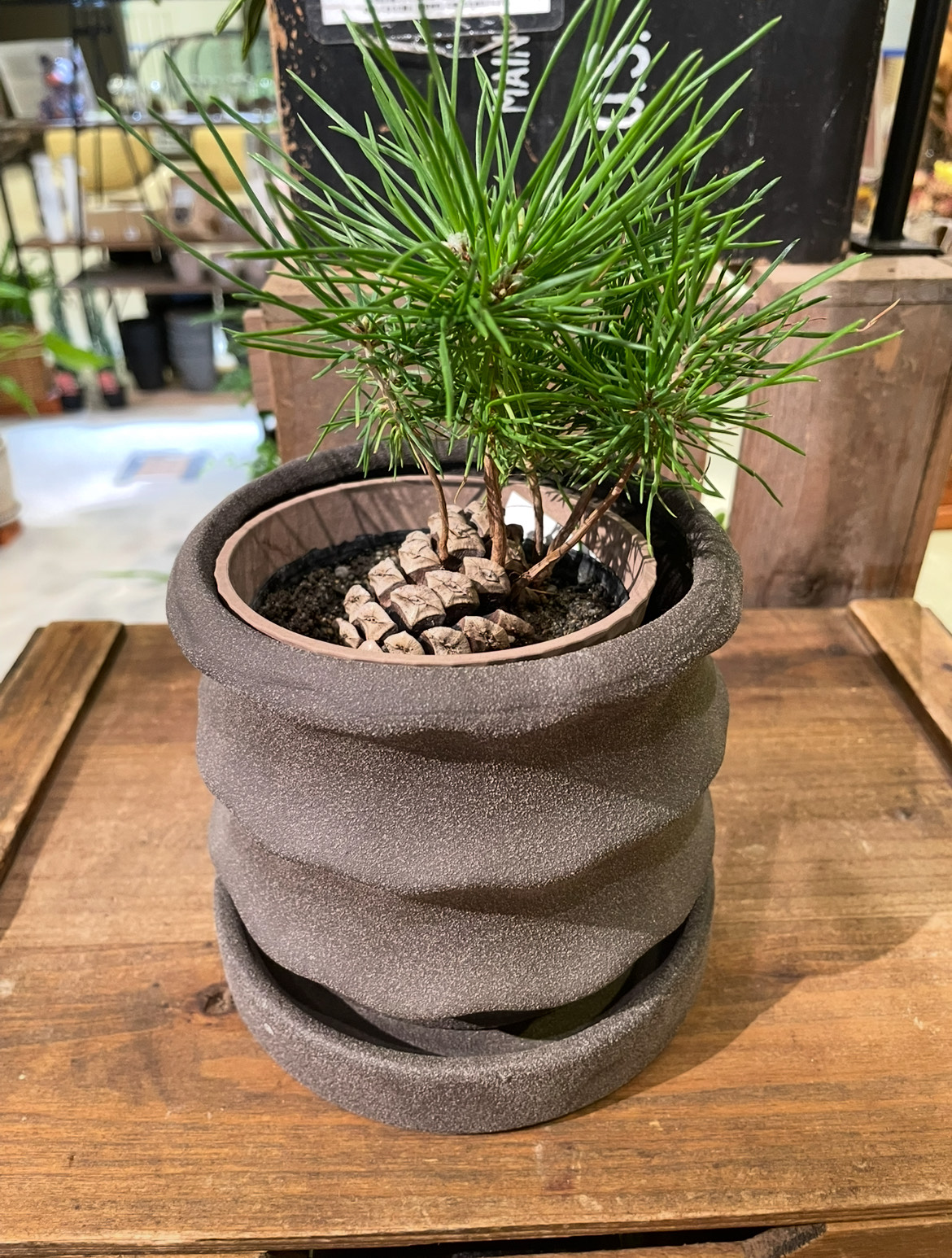 まつぼっくり Amazon.co.jp: 純国産 巨大 松ぼっくり 約10～15㎝ 4個入り 大王