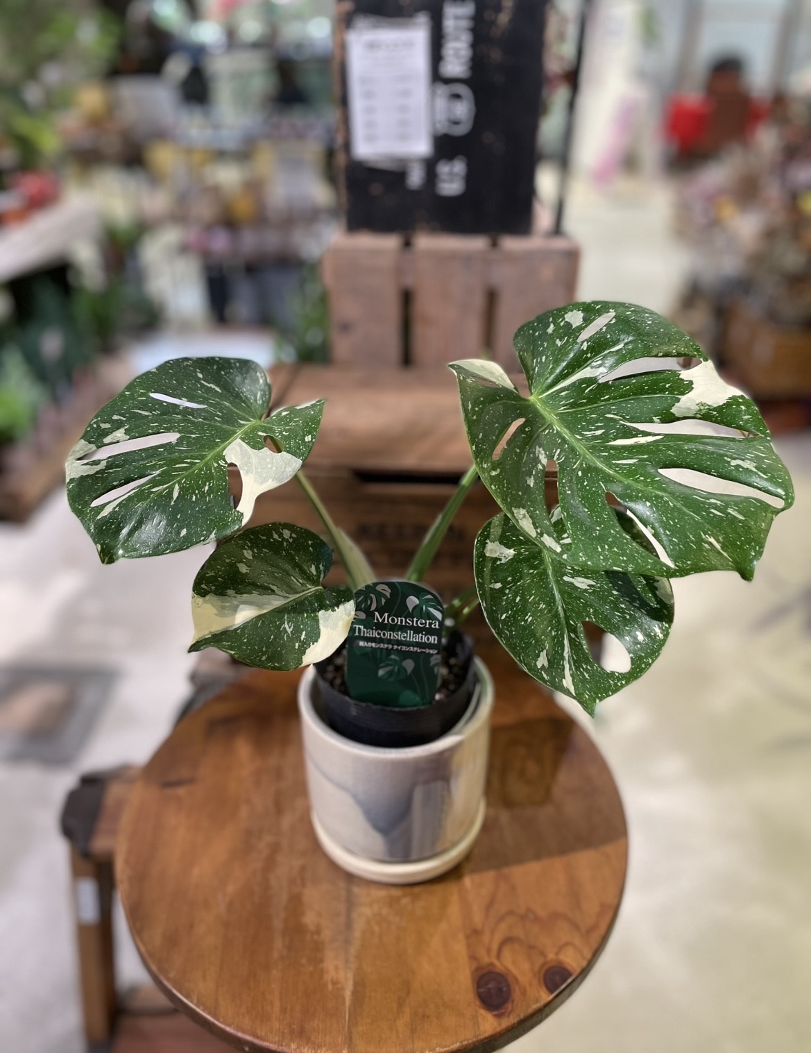 モンステラ・タイコンステレーション！｜ショップニュース｜MARK IS
